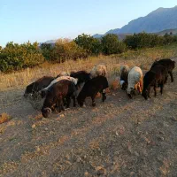 بره نر چاق با قیمت توافقی