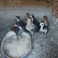 جوجه لاری افغان اصل