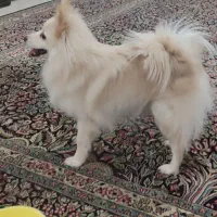 پامر اشپیتز