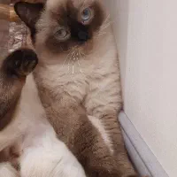 گربه بریتیش سیامی