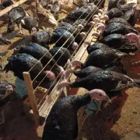 بوقلمون ماده