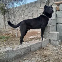 واگذاری توله سرابی