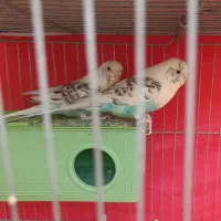 مرغ عشق خالدار(رنگ خاص)