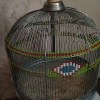 قفس سهره خاکی