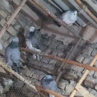 کبوتر|پرنده|گرگان, |دیوار
