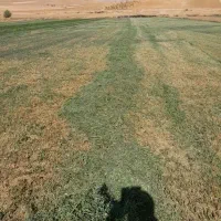 فروش یونجه