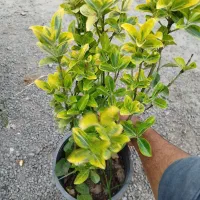 یاس جعبه ۴۰|خدمات باغبانی و درختکاری|کومله, |دیوار