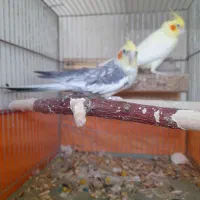 عروس هلندی|پرنده|بیستون, |دیوار