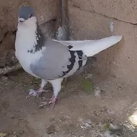 پلاس ماده هسش