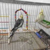 عروس هلندی جفت|پرنده|جوانرود, |دیوار