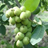 نهالستان گردو های پیوندی و اصلاح شده‌|خدمات باغبانی و درختکاری|شیراز, آزادی|دیوار