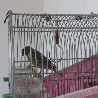 گلبسر دهن زن|پرنده|شیراز, کوشک میدان|دیوار