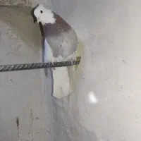 سینه و طوقی