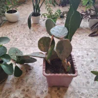 گل های طبیعی|گل و گیاه طبیعی|مرند, |دیوار