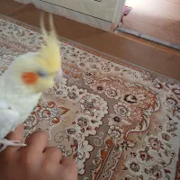 عروس هلندی نر|پرنده|لاران, |دیوار