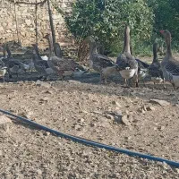 30 قاز درشت  وزیبا