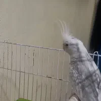 فروش عروس نر