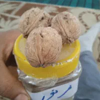 گردو اصلاح شده پیوندی|خدمات باغبانی و درختکاری|میاندوآب, |دیوار