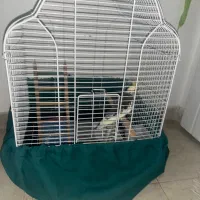 عروس هلندی نر بالغ|پرنده|تهران, جنت‌آباد مرکزی|دیوار