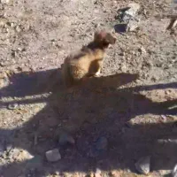 توله سگ پودل شیتزو|سگ|تفرش, |دیوار