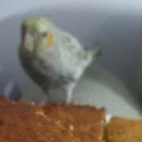 عروس هلندی گمشده