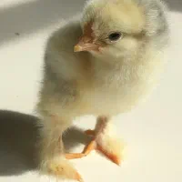 جوجه برهما یک روزه