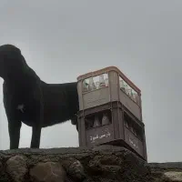 سراب|سگ|اسفراین, |دیوار