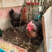 دو عدد مرغ محلی تخم گذار