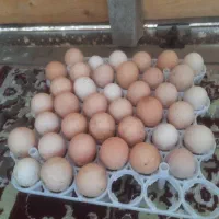 تخم مرغ امروک