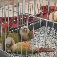 گرینچیک سخنگو|پرنده|ری, شهادت|دیوار