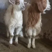 کره دوقلو دونه ای 7 میلیون پونصد 5 عدد