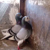 کبوتر تکپریکجایی