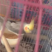 عروس هلندی نر ماده جفت