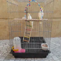 پرنده عروس هلندی