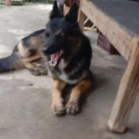 ژرمن بلک|سگ|تالش, هشتپر|دیوار