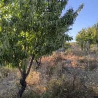 باغ دارای اتاق|فروش زمین و ملک کلنگی|تیران, |دیوار