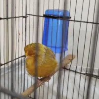 قناری کرست نر بخون|پرنده|رباطکریم, شهرک والفجر|دیوار