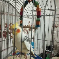 عروس هلندی ماده|پرنده|تهران, کیانشهر|دیوار