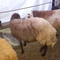 گوسفند|حیوانات مزرعه|رامیان, |دیوار