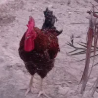 خروس بزرگ خوب