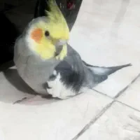 عروس هلندی گمشده