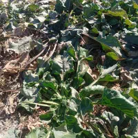 چقندر|خوردنی و آشامیدنی|فیروزه, |دیوار