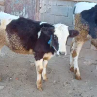 فروش گوساله سیمتنال ماده