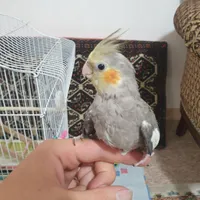 عروس هلندی باهوش