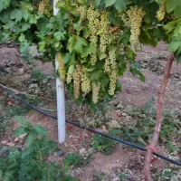 فروش باغ انگور داربستی.بادام. گردو.وزمین|فروش زمین و ملک کلنگی|بیلوار, |دیوار