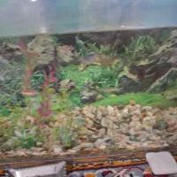 آکواریوم شیشه خم|ماهی|میاندوآب, |دیوار