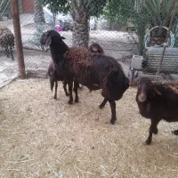 فروشیکراسقوچ|حیوانات مزرعه|صالح آباد (ایلام), |دیوار