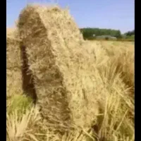 کاه ۱۵ تا به فروش میرسد