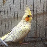 طوطی عروس|پرنده|فومن, |دیوار