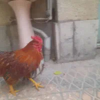 خروس|حیوانات مزرعه|تهران, افسریه جنوبی|دیوار